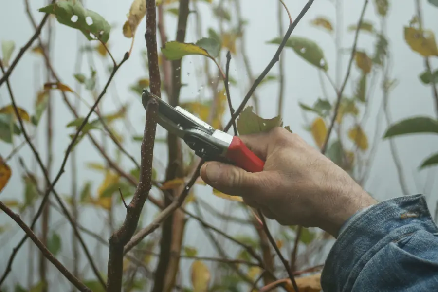 Palermo, potature e nuovi alberi: lavori in sei strade