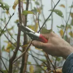 Palermo, potature e nuovi alberi: lavori in sei strade