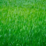 Palermo, dal 4 maggio parte il Progetto Quartieri