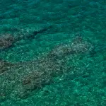 Palermo, UniPa contribuisce alla Carta dei mari italiani