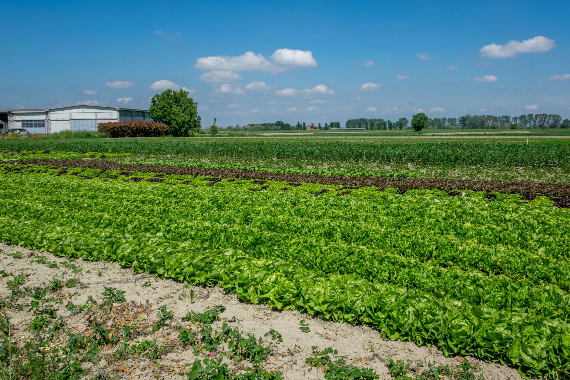 UniPa a Tunisi con REINVESTIR per l’agroalimentare mediterraneo
