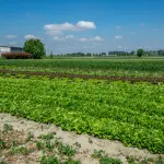 UniPa a Tunisi con REINVESTIR per l’agroalimentare mediterraneo